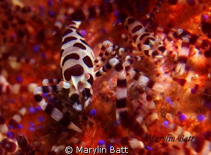 2 Colman shrimp in fire urchin,taken in Anilao, Philippines. by Marylin Batt 